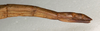 CollectionObject 1559176; NMW 902, e628a95e-0228-423f-abb5-e61a1886901e: copyright NMW, Vienna. female: end of abdomen, lateral view (holotype). (CollectionObject).