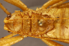 CollectionObject 1507300; 8eaa05bb-16ee-4997-ab53-9899202b2b67: male pronotum, dorsal view (holotype). (CollectionObject).