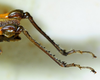 CollectionObject 1498827; b4f7727e-1f33-4456-9479-f8b186356cc6: 2012. male, hind tibiae, lateral view. (CollectionObject).