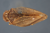 Habitus, dorsal view: (Observation).