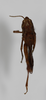 CollectionObject 1528789; c1636cfb-6553-4719-8e12-8c764a0f6511: female, dorsal view (holotype). (CollectionObject).