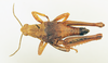 CollectionObject 1570997; a08d6ca6-114a-4821-a7b5-56b505876832: male, dorsal view (paratype). (CollectionObject).