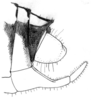 Brachyteleutias steinbachi (Bruner, 1915): original drawing. male abdomen tip (specimen in ANSP collection). (Otu).