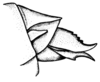 Leiotettix viridis Bruner, 1906: Fig. 13. ovipositor valves, lateral view (Leiotettix punctipes). (Otu).