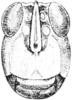 Tettigidea lateralis lateralis (Say, 1824): Fig. 175. male, head, facial view. (Otu).