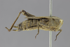 CollectionObject 1523043; 05a12849-ed56-48c7-bcb0-34b65444f74b: female, lateral view (holotype). (CollectionObject).