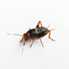 CollectionObject 1583926; d2228671-2d01-4ee3-a6df-ef1909cec359: male. (CollectionObject).