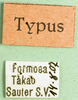 CollectionObject 1501332; aa9d8776-3d80-42ac-adf5-002830b7c018: labels (holotype of Formosacris formosana). (CollectionObject).