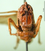 CollectionObject 1500954; 8b51cf6e-efaf-432f-94a9-df95275fe9b3, DORSA BA000329S01: female, frontal view (holotype). (CollectionObject).