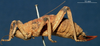 CollectionObject 1567594; 00ec2520-1946-4e4e-8a62-5371747ce951: subadult female, lateral view (paralectotype). (CollectionObject).