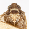Head on Catonia arbutina Ball, 1933: (Observation).