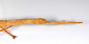CollectionObject 1561110; 970086b2-1207-4fb3-bdca-9a1edf86cf4d: copyright MNCN, Madrid. female: end of abdomen, lateral view (holotype). (CollectionObject).