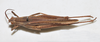 CollectionObject 1533384; 8dca2bba-07b9-411d-9f20-bf232ab70643, USNM 12083: female, dorsal view (syntype). (CollectionObject).