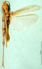 CollectionObject 1502043; 59ac787a-7fc0-4856-b387-c056b61ff139: male, dorsal view (paratype of Chorthippus lagrecai). (CollectionObject).