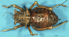 CollectionObject 1568348; 2cb6c708-0bee-40bc-9f80-b316f4b2ba63: female, dorsal view (syntype of Acanthoproctus elaphos). (CollectionObject).