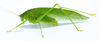 CollectionObject 1593126; 7ede5047-66e3-40bf-8ebf-40d5b8607aca: male habitus, in vivo. (CollectionObject).