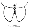 Anaulacomera (Bovicercora) crassicerca Márquez Mayaudón, 1965: Fig. 5 (after holotype). male terminal tergite, dorsal view. (Otu).