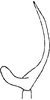 Aedeagus, lateral view: Aedeagus, lateral view. (Observation).