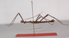 CollectionObject 1560170; de399ee7-cbd9-439e-b8bd-519dfa409c9a: copyright ZMB, Berlin. male, lateral view (paratype). (CollectionObject).;CollectionObject 1560171; 6fe922f3-00ce-49b8-8c8d-d54cf351e780: copyright ZMB, Berlin. male, lateral view (paratype). (CollectionObject).