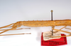 CollectionObject 1557739; db490008-f49e-4ccb-8d83-363d971772f0: copyright MNCN, Madrid. female: head & thorax, lateral view (syntype). (CollectionObject).