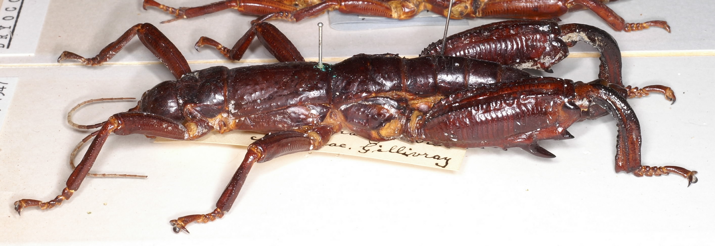 copyright Paul D. Brock. male of Dryococelus australis [type species], specimens from Lord Howe Island are plentiful in collections. Depicts Dryococelus Gurney, 1947, an Otu.