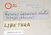 CollectionObject 1557779; NHMUK(SF IMPORT DUPLICATE) 845244, b5302473-0a3a-469d-93bd-4ffa740460f2: copyright Natural History Museum, London. female, data labels (holotype). (CollectionObject).