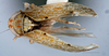 Habitus, dorsal view: !! display not done !! on T4477: Loeia Duan, 2017: (Observation).
