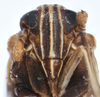 Head on Delphacodes saccharicola Muir, 1926: (Observation).