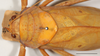 CollectionObject 1588362; 12c35c64-32b4-40eb-b2dd-84ad0c904409: female, head and pronotum, dorsal view, scale bar 10 mm. (CollectionObject).