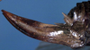 CollectionObject 1531886; 7cfb3b2a-4193-4c3c-a203-c04c6ba63fdd: female ovipositor (holotype). (CollectionObject).