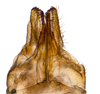 Genital capsule, ventral view: !! display not done !! on new species T1: Varma Distant, 1906: (Observation).