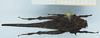 CollectionObject 1585213; 82f403f4-9ff9-4297-9511-fd51265adbb6, NHMUK010924726: female, dorsal view. (CollectionObject).