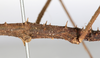 CollectionObject 1557776; db09e5e6-a031-42c2-8b75-5c488b61d0ea: copyright NMW. male: mid-body, lateral view (syntype). (CollectionObject).;CollectionObject 1557777; 022a4bd5-75b3-4878-9016-fc44d8d98d1b: copyright NMW. male: mid-body, lateral view (syntype). (CollectionObject).