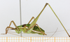 CollectionObject 1591477; 17a083f7-5268-4ffd-87f6-54001c8fdeaa, MLP-OR-3224: lateral view. (CollectionObject).