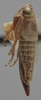 Habitus, lateral view on Athysanella (Gladionura) truncata Ball & Beamer, 1940: Lateral. (Observation).