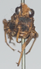 CollectionObject 1581302; 47bab69e-84f5-4aa8-9a85-86db198ded1a: male, frontal view (syntype). (CollectionObject).