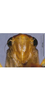 Head: !! display not done !! on Evacanthus bimaculatus Li & Wang, 2002: face. (Observation).