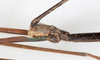 CollectionObject 1591711; NMW 74''', 1c314021-b4ad-42f9-b9a6-2f3e3535509e: copyright NMW. male: head, lateral view (lectotype). (CollectionObject).