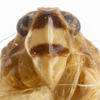 Head: (Observation).