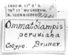 CollectionObject 1521535; 170d5835-8b55-444b-85bd-0597201d8caf: Image Carbonell, C.S. labels (syntype or paratypetype of Ommatolampis peruviana). (CollectionObject).