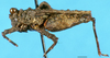 CollectionObject 1505037; 6c6caa1a-f162-4b80-82c9-40923e3fa814: female, lateral view (syntype). (CollectionObject).