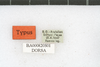 CollectionObject 1501448; d26e18d8-f1fc-41c2-8a20-379e2dec7ff7, DORSA BA000820S01: labels (holotype of Sphingonotus carinatus eshrewi). (CollectionObject).