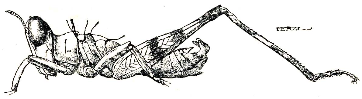 Fig. 181 (after type). male habitus (without wings). Depicts China mantispoides (Walker, 1870), an Otu.