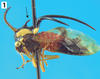 Habitus, lateral view on Cyphonia longistyla Sakakibara, 1972: (Observation).
