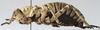 female, lateral view (allotype of Eugaster mathiasi). Depicts CollectionObject 1541900; efdc1c99-43b0-4fed-9b82-9e2bd580a6ea, a CollectionObject.