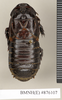 Ancaudellia kheili (Bolívar, 1898): Copyright Natural History Museum, London. Non-type (adult male) in BM(NH). Dorsal view. (Otu).