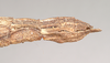 CollectionObject 1559197; 958d0635-9492-4c7e-8b6b-b20736f020c2: copyright Natural History Museum, London. female: end of abdomen, lateral view (syntype). (CollectionObject).