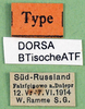 CollectionObject 1502713; 58617210-fb98-4845-b674-d4facdf462ad: labels (syntype). (CollectionObject).