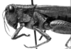 CollectionObject 1521541; f4570d06-e285-45c0-8cc2-fc60a170dd1e: Image Carbonell, C.S. female head and pronotum, lateral view (lectoallotype of Dichroplus brasiliensis). (CollectionObject).