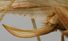 CollectionObject 1535034; b7182fef-3c1a-4af3-9407-f0a342186a30: female ovipositor (syntype). (CollectionObject).
